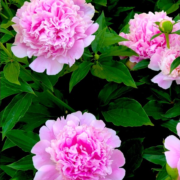 ✨🕺🏻✨ Meet your Posher, JM - Picture 7 of 11